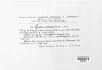 Thecaphora molluginis image